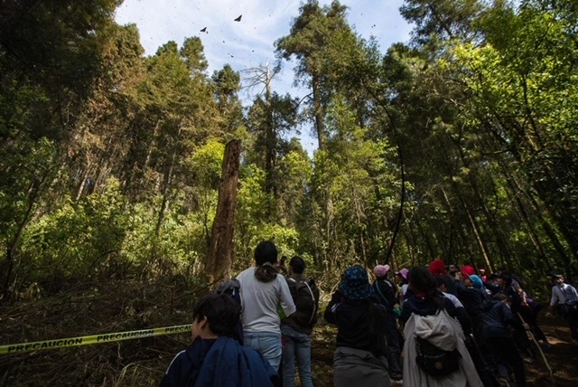 mariposas