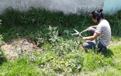 Invita Gobierno del Estado de México a participar en la 1ª Jornada Nacional de Lucha contra el Dengue